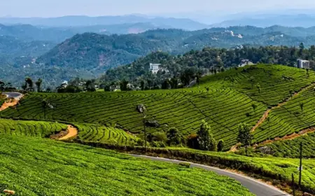 Munnar Magic: Experience Nature’s Best