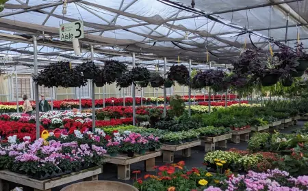 Top 5 Low-Maintenance Indoor Plants for Karachi Residents