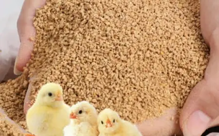 Poultry Feed Manufacturing Plant Setup: Project Report 2025, Machinery Cost, and Business Plan