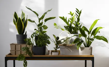 Best Living Room Indoor Plants to Elevate Your Home Decor