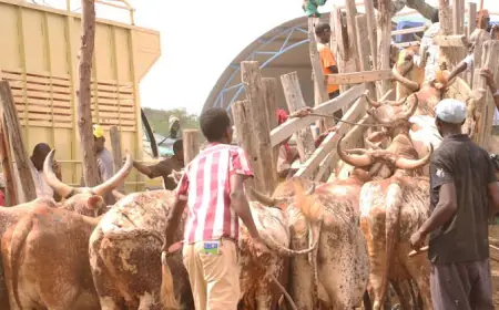 How I Restored Peace at Home After Livestock Theft Threatened My Livelihood