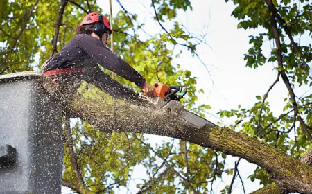 The Value of Professional Tree Removal Services for Property Maintenance