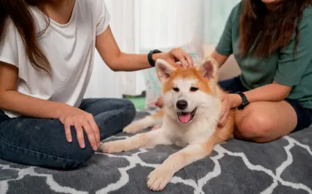 What Are the Signs That Your Pet Might Need Emergency Surgery?