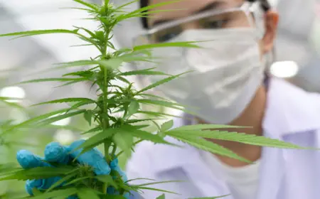 Choosing the Right Recreational Cannabis Dispensary Near Me