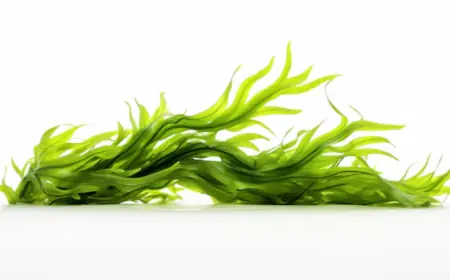 South Korea Seaweed Market Growth, Size, Trends & Forecast 2025-2033