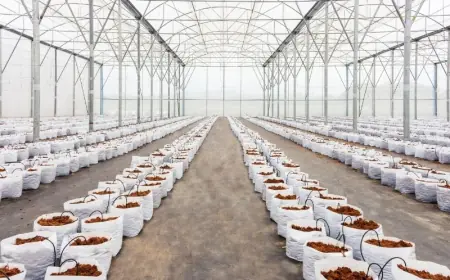 Coco Peat Manufacturing Business Plan 2025: Project Report, and Cost Analysis