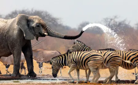 Top African Safari Tour Companies for an Unforgettable Adventure