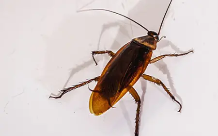 How to Tackle Cockroach Infestations in Ayrshire Homes