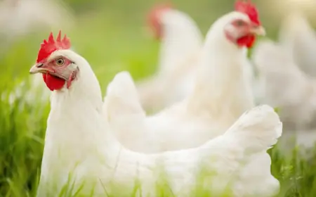 Japan Poultry Market Growth, Size, Trends, and Forecast 2025-2033