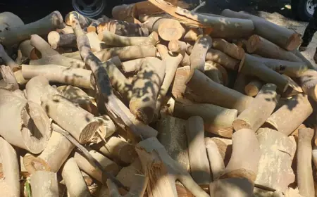 Why Tree Removal is Crucial for Adelaide Homes and Gardens