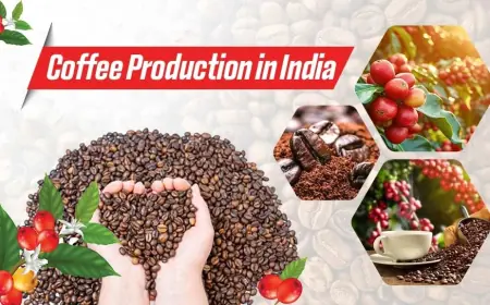 Explore The Coffee Cultivation and Varieties in India