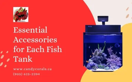 Essential Accessories for Each Fish Tank