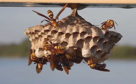 Keep Your Home Safe: Wasp Nest Removal and Termite Inspection in Houston