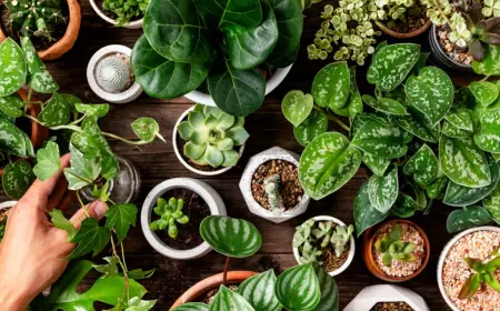 Best Indoor Plants for Clean Air: A Guide to Air-Purifying Plants