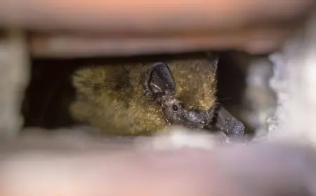 How We Safely Remove Bats From Your Property