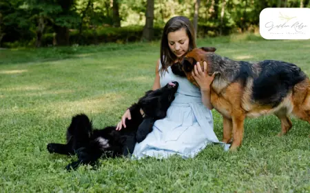 The Subtle Features That Set West German Showline Shepherds Apart