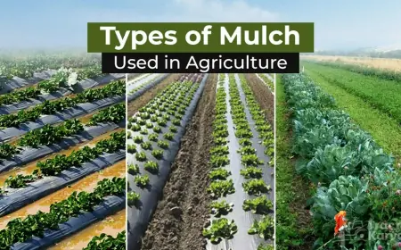Explore Mulching Methods and Their Different Types in India