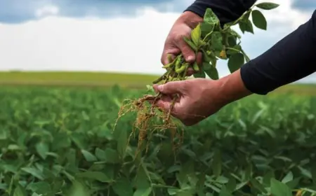 Fertilizing the Future: How Agricultural Inoculants are Driving Sustainable Farming