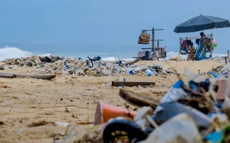 Junk Removal Services in Englewood – Why Should You Trust the Pros?