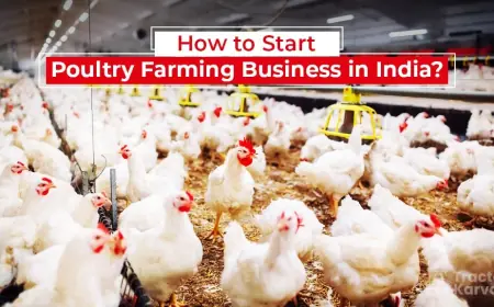 Discover How Poultry Farming rises, its Advantages, and its Scopes