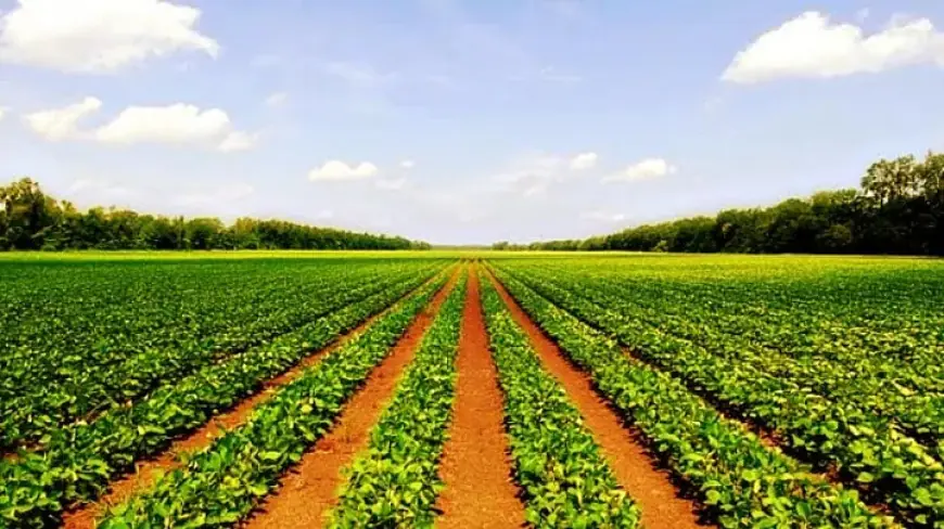 Agriculture & Allied Sector in India: Size, Growth, and Demand
