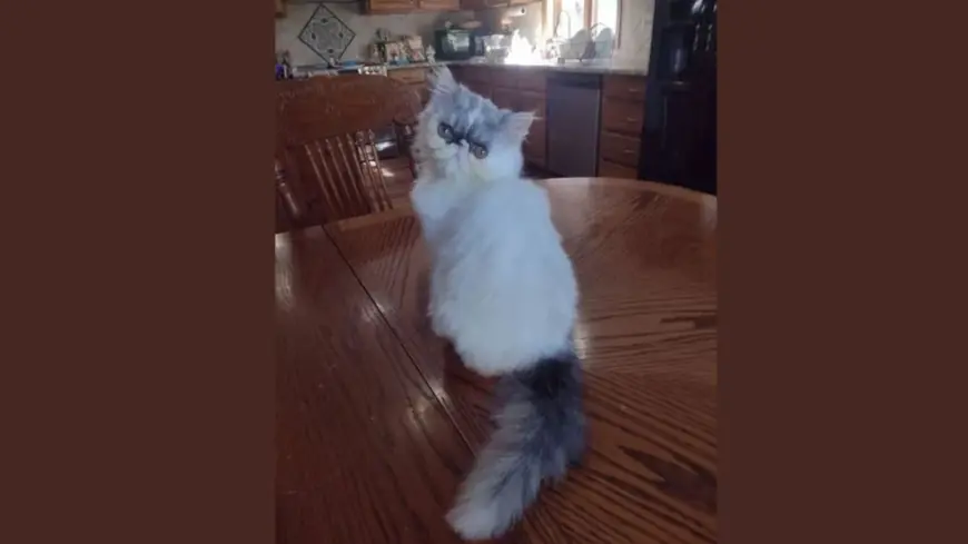 Common Problems Persian Kittens Face and How to Fix Them