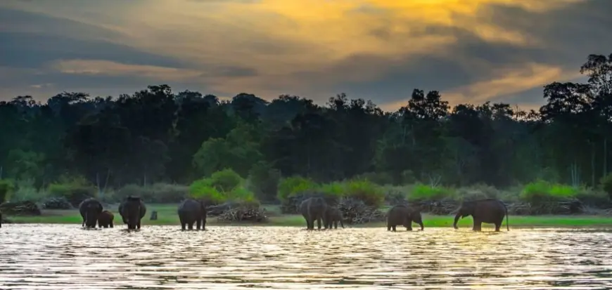 Kabini and Wayanad: Where Travel Meets the Wild