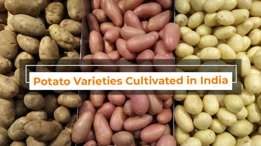 Let's Examine the Varieties of potatoes in India and their Nutritional Value