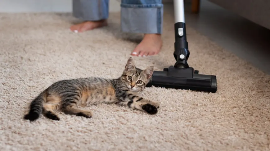Top 5 Tips to Keep Your Carpets Clean in a Pet-Friendly Home