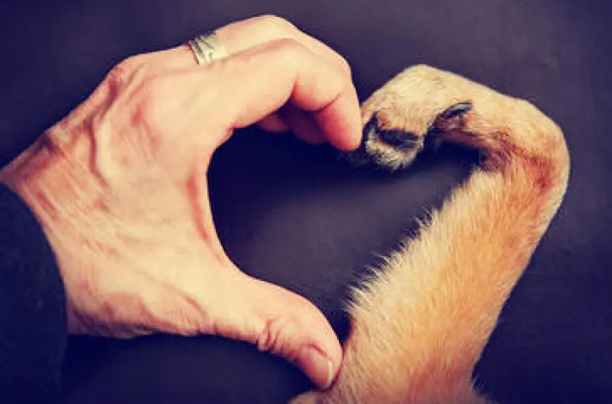 How Can You Prepare Mentally For At Home Pet Euthanasia?