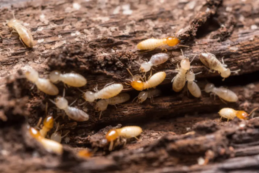 Wood Destroying Insects Inspection in Cleveland