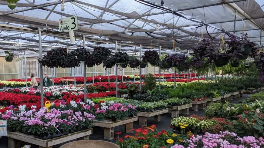 Top 5 Low-Maintenance Indoor Plants for Karachi Residents