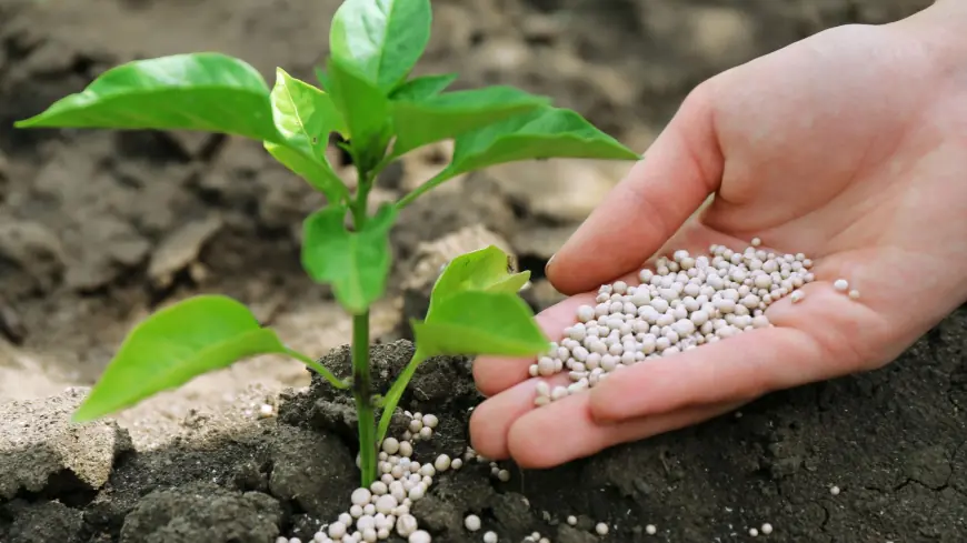 Thailand Fertilizer Market to Surpass US$ 1.73 Billion by 2033, Driven by Growing Food Demand and Sustainable Farming Practices