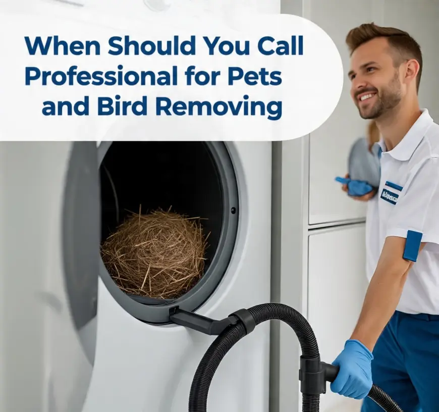 When Should You Call a Professional for Pets and Bird Removing