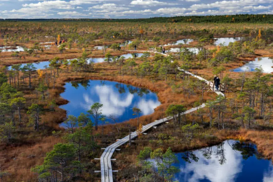 Birdwatching in Latvia – What and Where to Spot