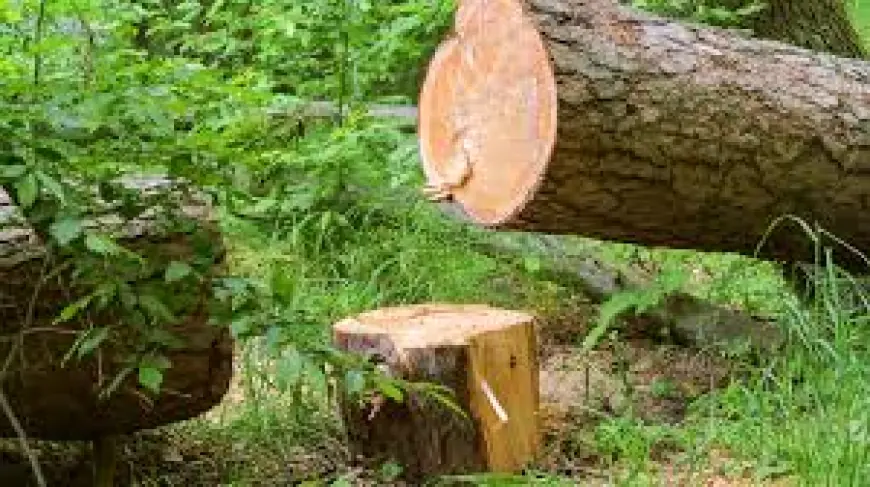 Tree Felling
