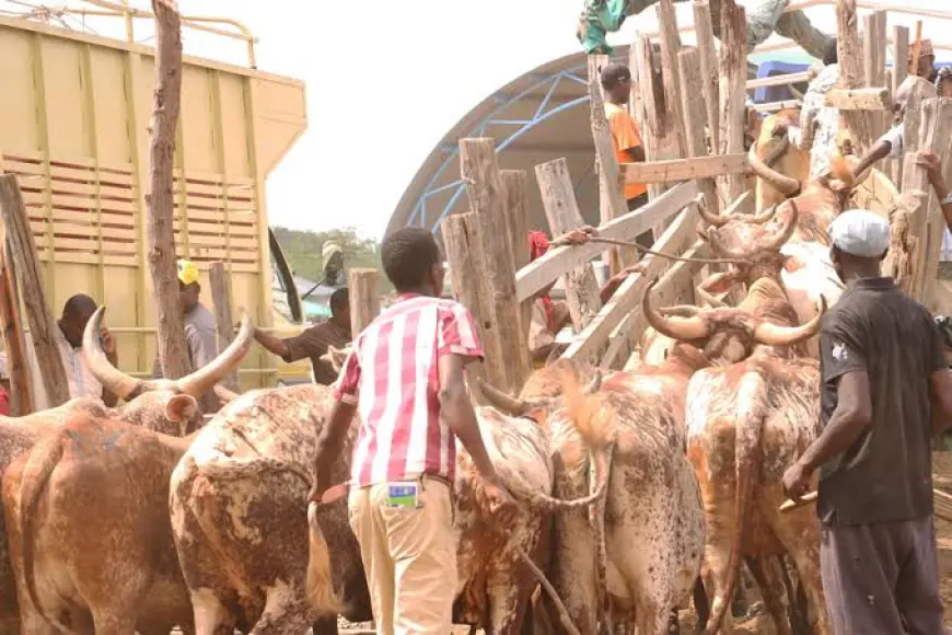 How I Restored Peace at Home After Livestock Theft Threatened My Livelihood