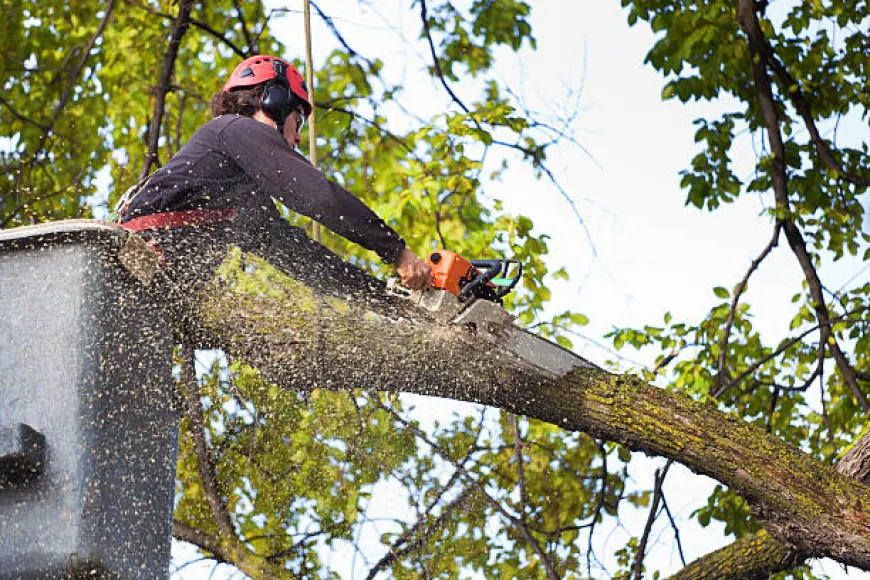 The Value of Professional Tree Removal Services for Property Maintenance