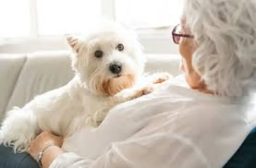 Choosing the Right Dog Breed for Senior Lifestyles