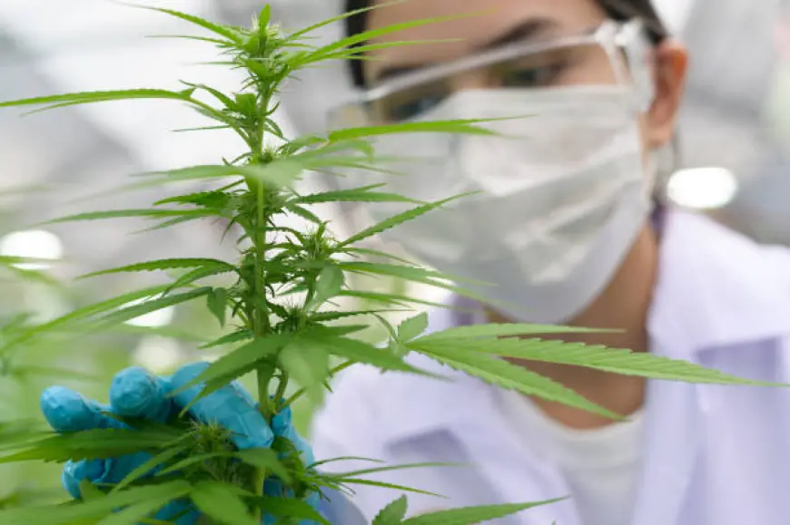 Choosing the Right Recreational Cannabis Dispensary Near Me