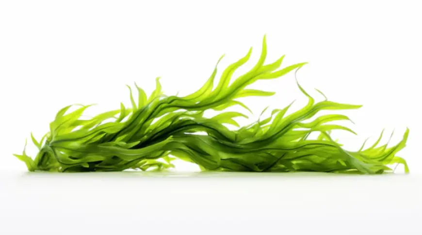 South Korea Seaweed Market Growth, Size, Trends & Forecast 2025-2033