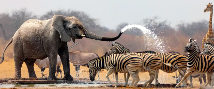 Top African Safari Tour Companies for an Unforgettable Adventure