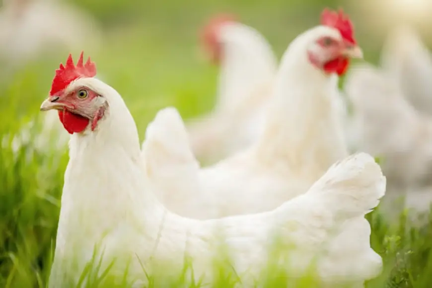 Japan Poultry Market Growth, Size, Trends, and Forecast 2025-2033