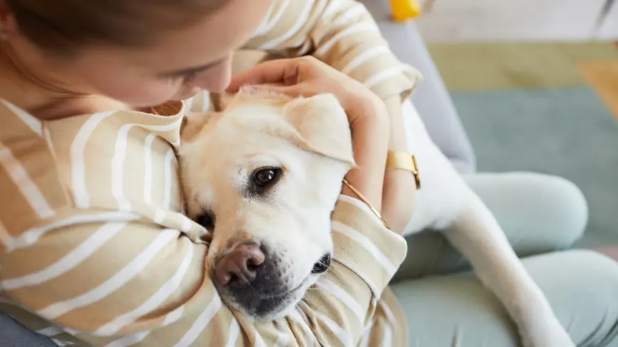 How Veterinarians Support Pet Hospice At Home