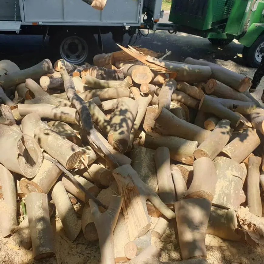 Why Tree Removal is Crucial for Adelaide Homes and Gardens