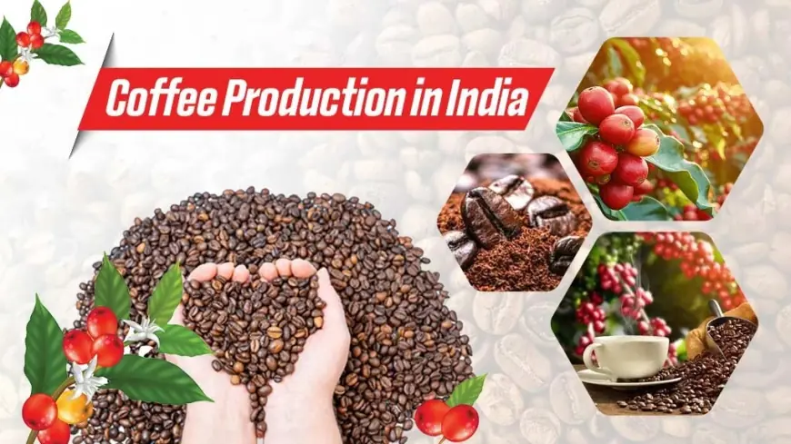 Explore The Coffee Cultivation and Varieties in India