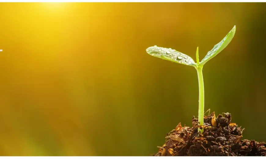 Seed Treatment: Nurturing Growth from the Ground Up