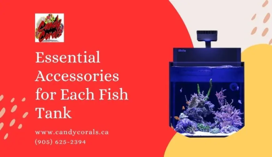 Essential Accessories for Each Fish Tank