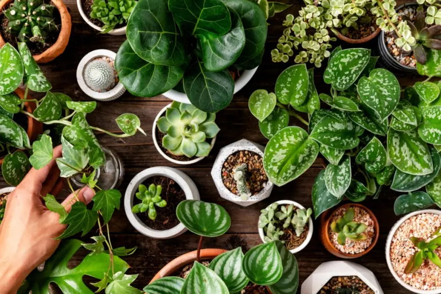 Best Indoor Plants for Clean Air: A Guide to Air-Purifying Plants