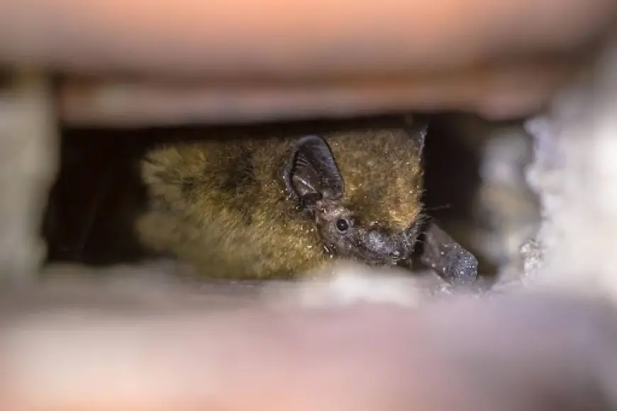 How We Safely Remove Bats From Your Property